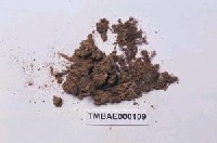 藏品(南亞小曲尾苔)的圖片